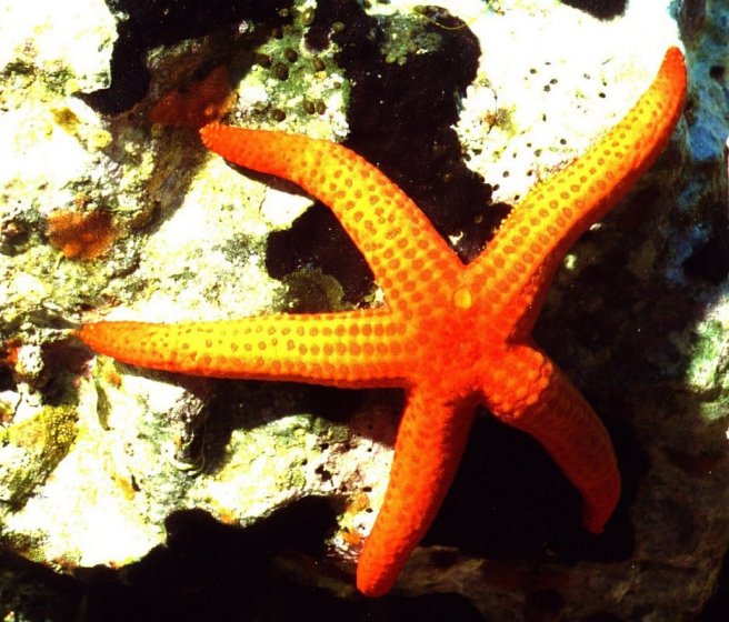 � Dr. Werner Steinert