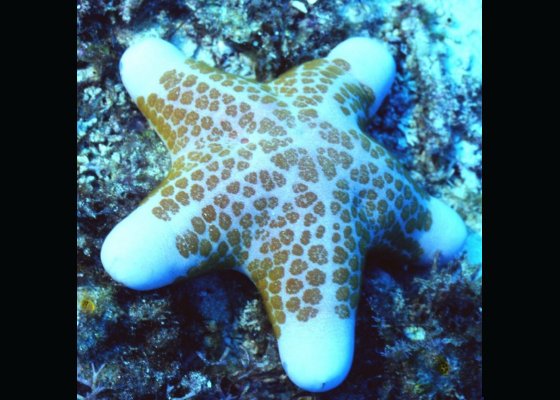 � Dr. Werner Steinert