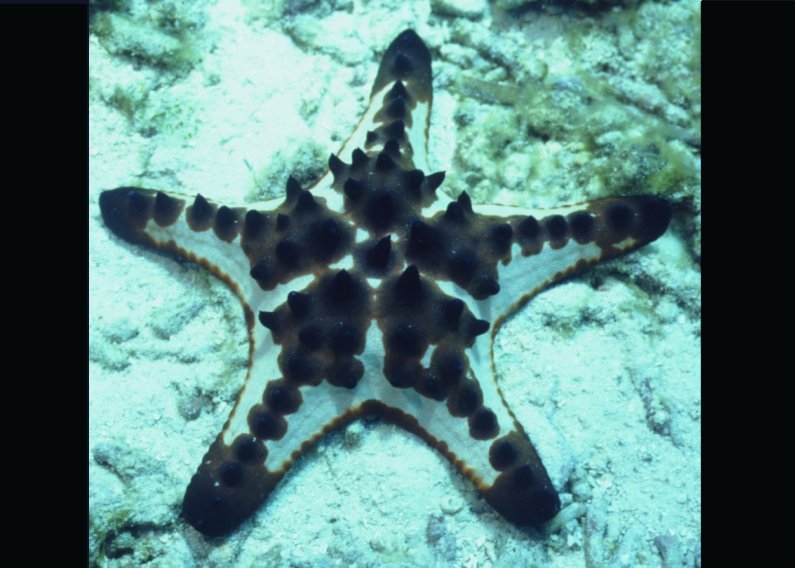 � Dr.Werner Steinert