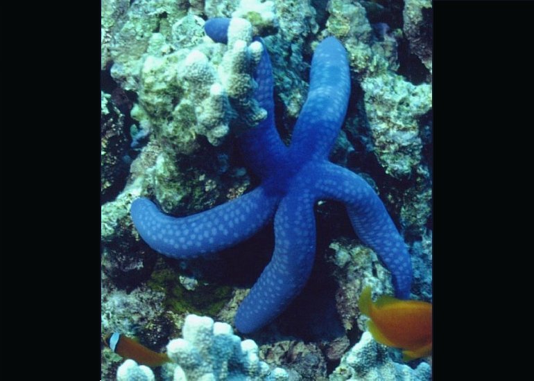 � Dr. Werner Steinert