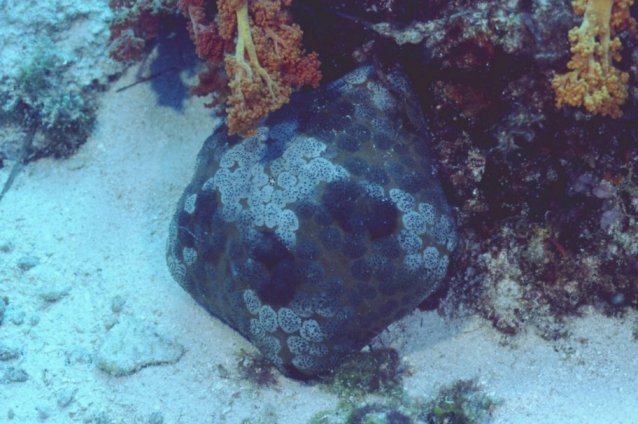 � Dr. Werner Steinert