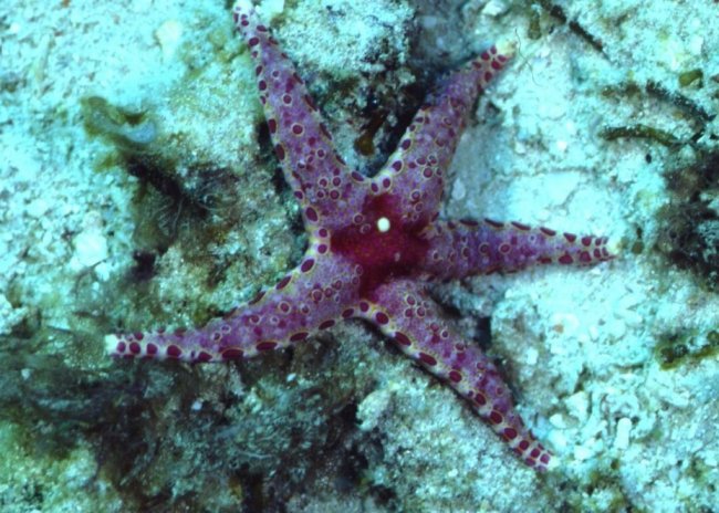 � Dr. Werner Steinert