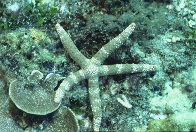 � Dr. Werner Steinert