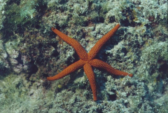 � Dr. Werner Steinert