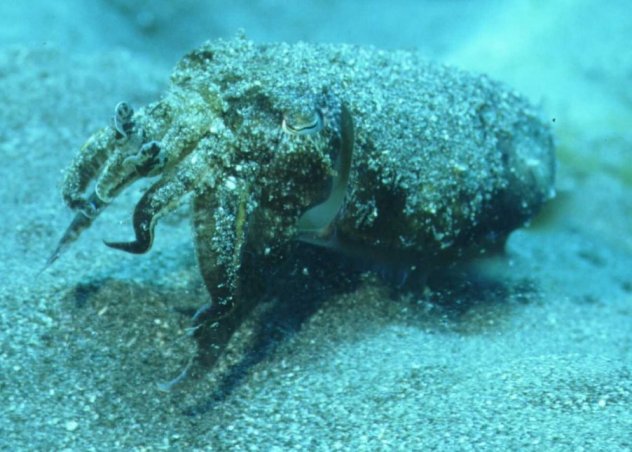 � Dr.Werner Steinert