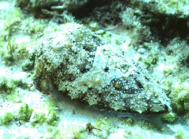 � Dr. Werner Steinert 