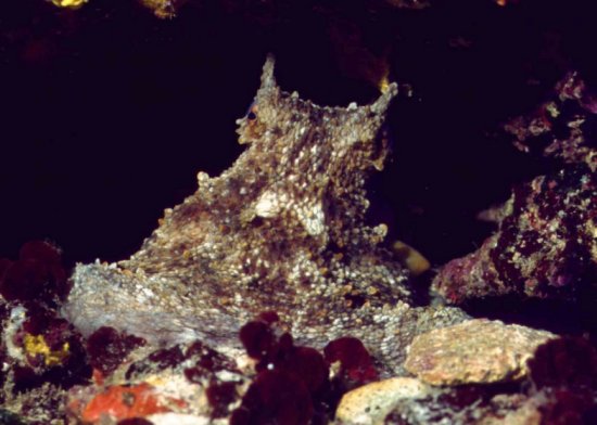 � Dr.Werner Steinert