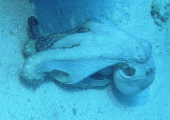 � Dr. Werner Steinert