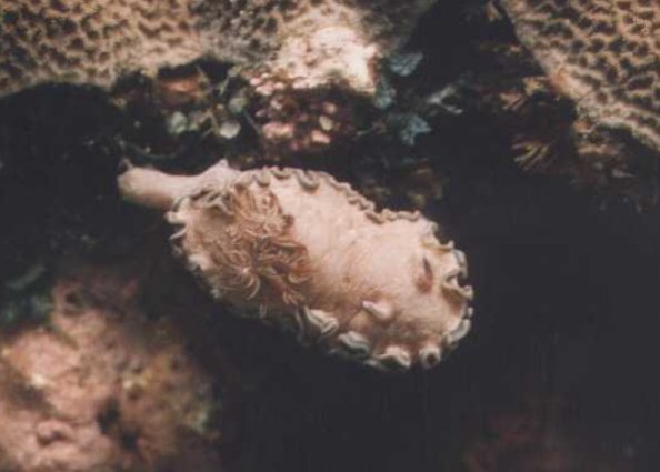 � Dr. Werner Steinert