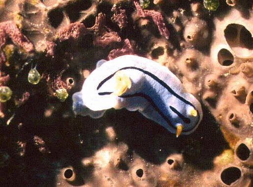 � Dr. Werner Steinert