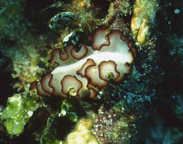 � Dr. Werner Steinert