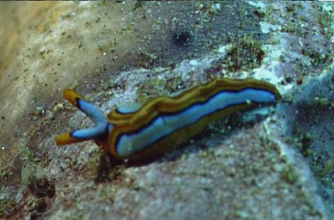 � Dr. Werner Steinert