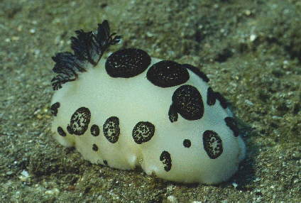 � Dr. Werner Steinert