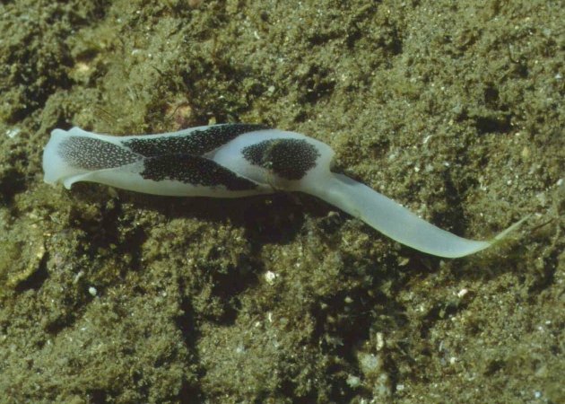 � Dr. Werner Steinert