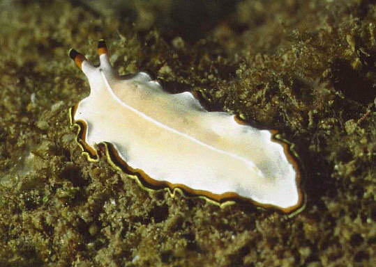 � Dr. Werner Steinert