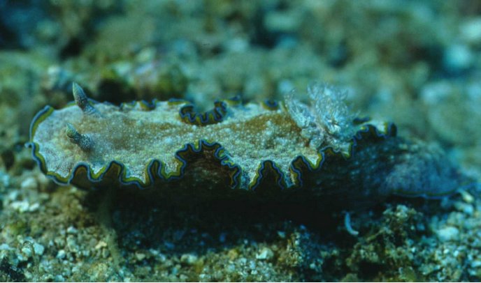 � Dr. Werner Steinert