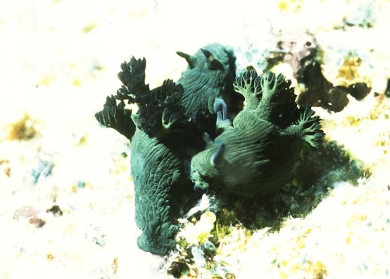 � Dr. Werner Steinert