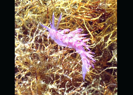 � Dr. Werner Steinert