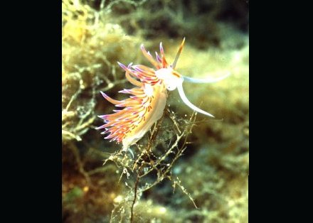 � Dr. Werner Steinert