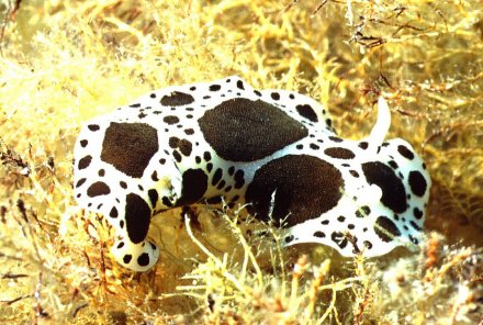 � Dr. Werner Steinert