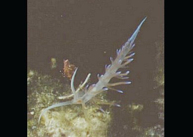 � Dr. Werner Steinert