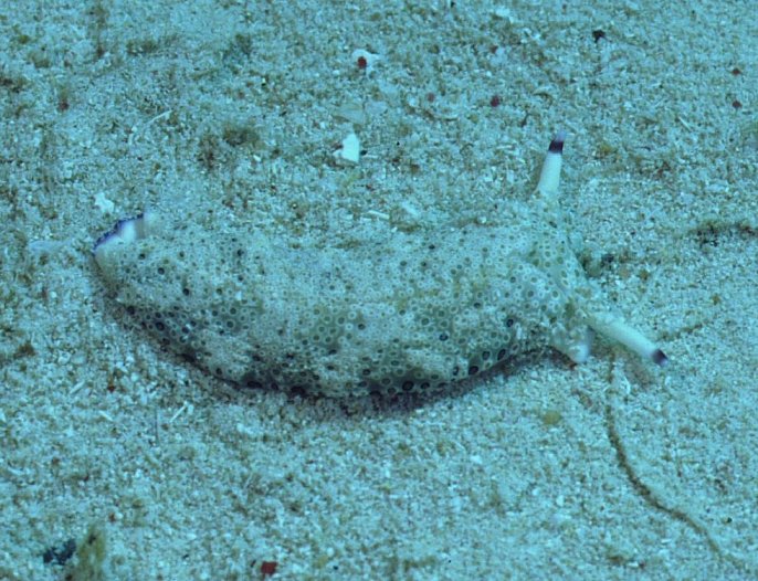 � Dr. Werner Steinert