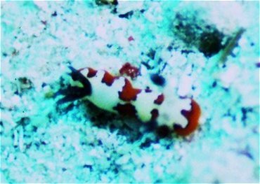 � Dr. Werner Steinert