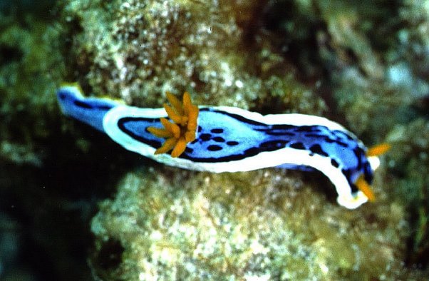 � Dr. Werner Steinert