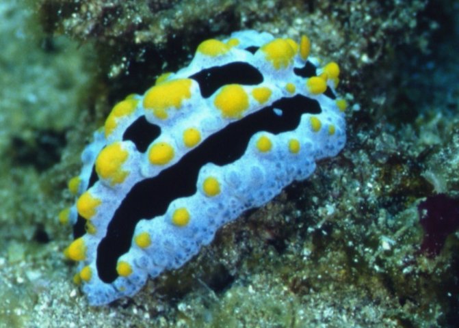 � Dr. Werner Steinert