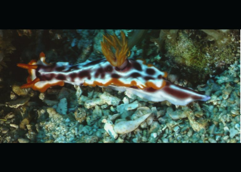 � Dr. Werner Steinert