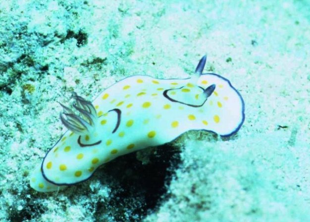 � Dr. Werner Steinert