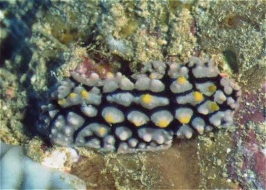 � Dr. Werner Steinert