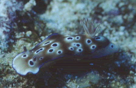 � Dr. Werner Steinert