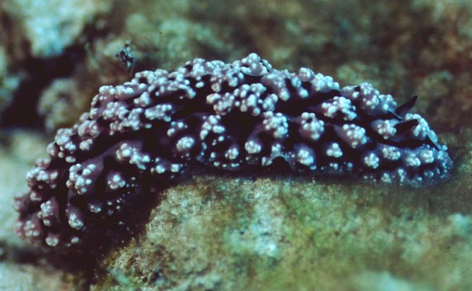 � Dr. Werner Steinert