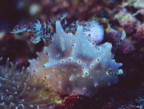 � Dr. Werner Steinert