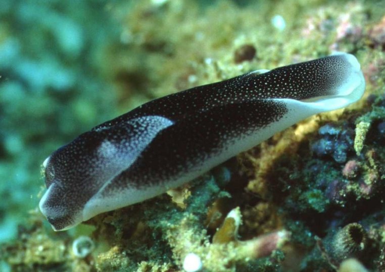 � Dr. Werner Steinert