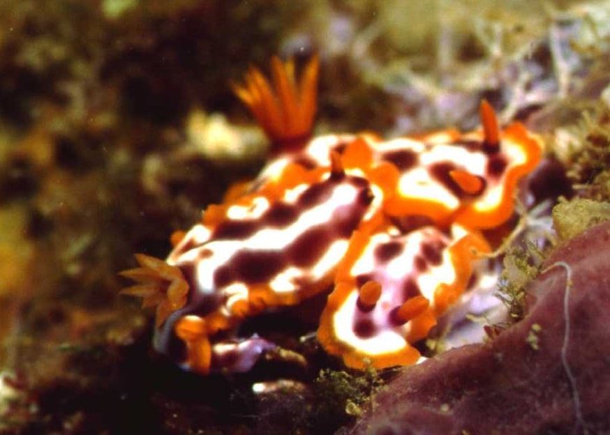 � Dr. Werner Steinert