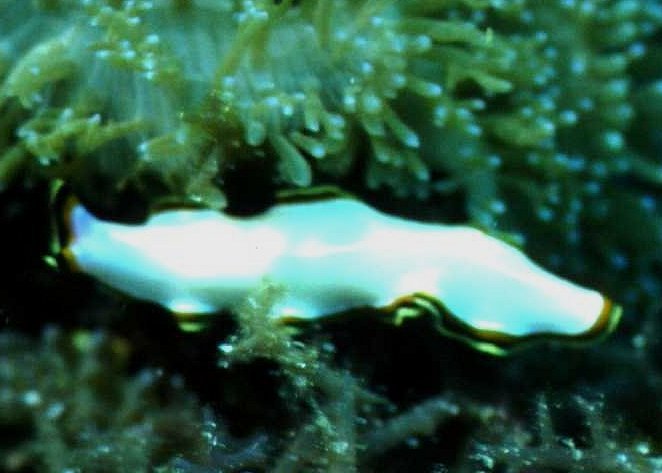 � Dr. Werner Steinert