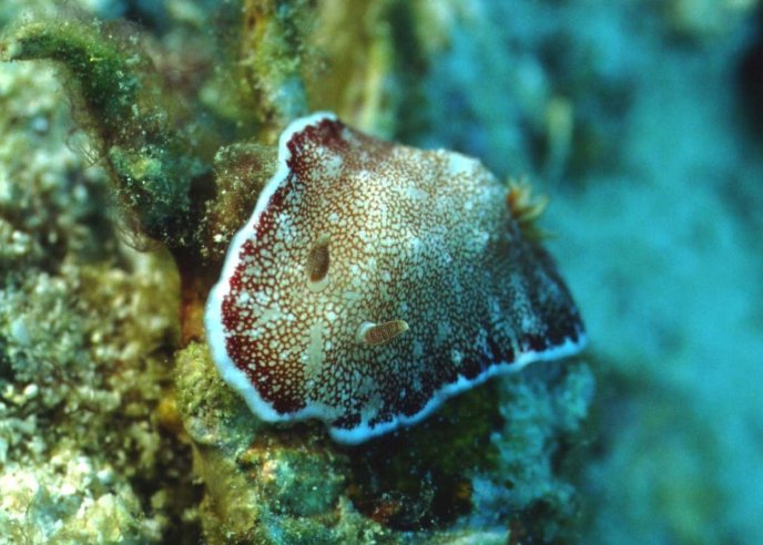 � Dr. Werner Steinert