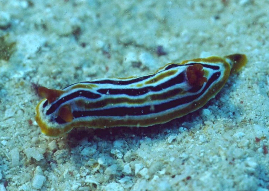 � Dr. Werner Steinert