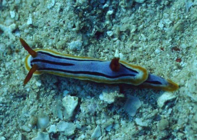 � Dr. Werner Steinert