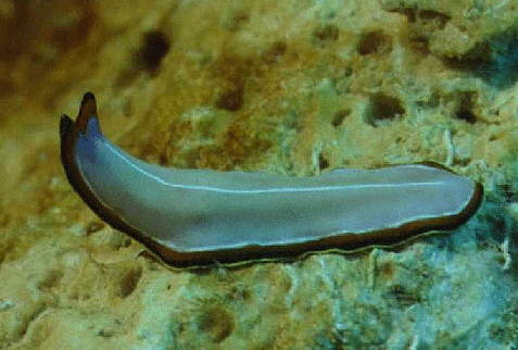 � Dr. Werner Steinert