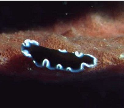 � Dr. Werner Steinert