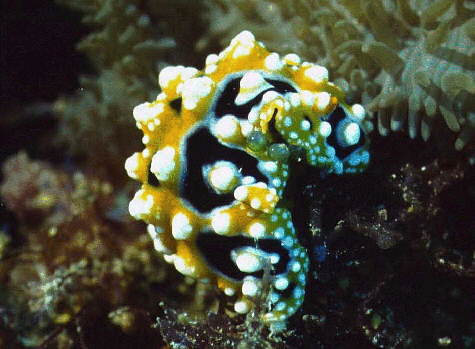 � Dr. Werner Steinert