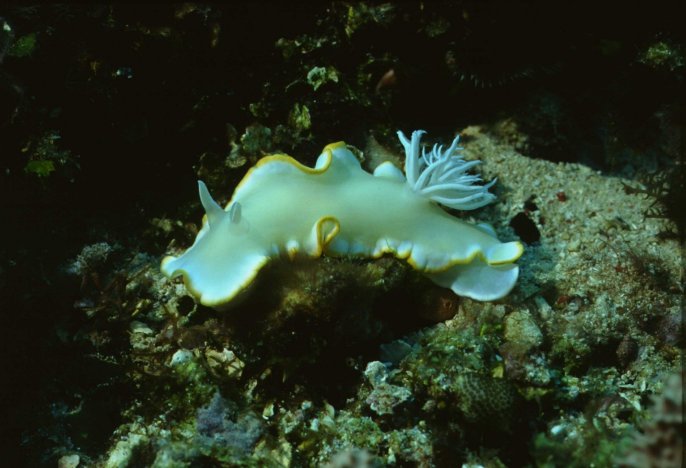 � Dr. Werner Steinert